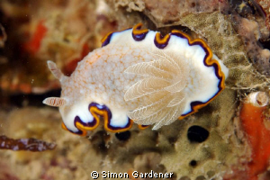 Chromodoris obsoleta by Simon Gardener 